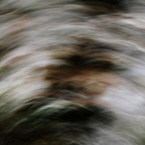 bosque encantado 3